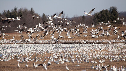 Thousands of Snow Geese at the Middle Creek Wildlife Management Area