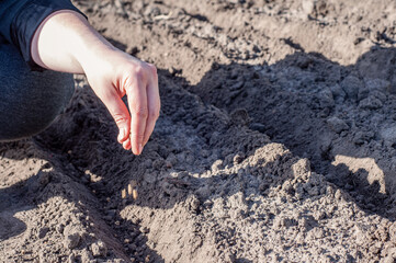 The process of planting seeds in a hole in the ground, the woman's hand throws seeds into the ground