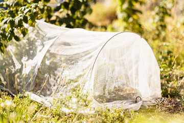 Le potager protégé dans le jardin