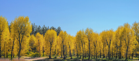 Spring landscape in the form of the Ukrainian flag, yellow willows on the shore of the lake and blue sky