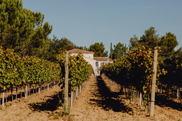 Domaine viticole en Provence