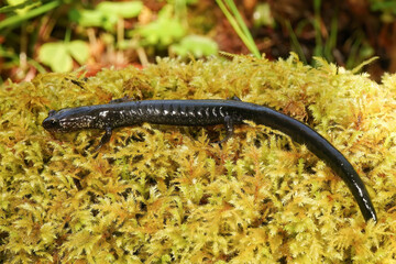 Close-up shot on a black adult of the endangered Del Norte salamander., Plethodon elongatus