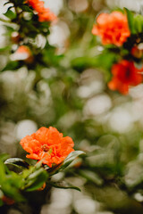 Arbre aux fleurs oranges en floraison