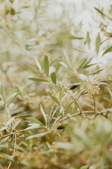 Gros plan sur l'olivier