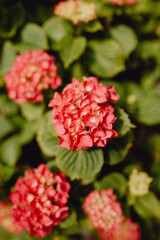 Les hortensias du jardin