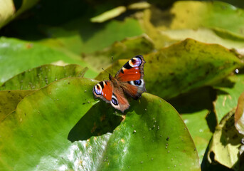 A peacock butterfly rests on a water lily leaf in a park pond.