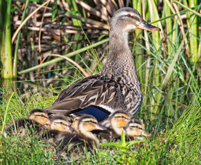 Mallard Hen with Brood at Her Sice