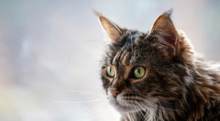 Portrait of a charming Maine Coon cat in front of a window. Pet care.
