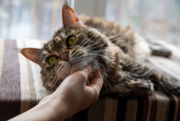 The owner caresses a cute Maine Coon cat. Pet care.
