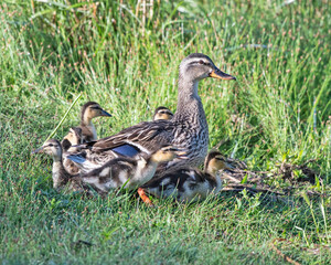 Mallard Hen in Tall Grass with Brood 