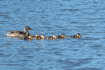 Mallard Hen Swimming with Her Brood