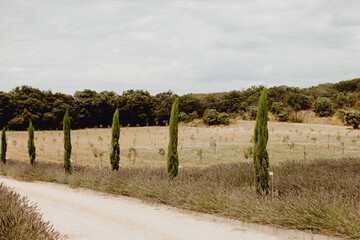 Fototapeta na wymiar Allée de cyprès en Provence