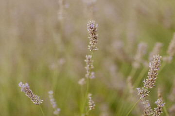 Champ de lavande en provence 