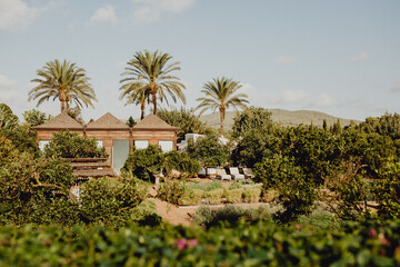 Fototapeta na wymiar Paysage vert à Ibiza