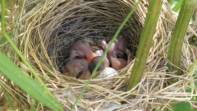 Nest of field bird with newborn chicks in tall dense grass