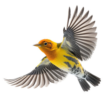 isolated western tanager bird in flight, macro, png, transparent background, spring, summer, flying bird, vertical, horizontal, close up, Piranga ludoviciana, Generative AI
