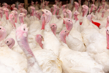 Aves, pollos, gallinas, gallos. pavos.