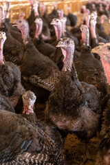 Aves, pollos, gallinas, gallos. pavos.