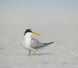 detailed portrait of a Least Tern, Sternula antillarum, on the beach during breeding and nesting season