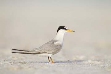 Least Tern standing on an open portion of sandy beach near Lido Key near Sarasota, Florida