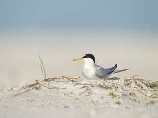 Least Tern, Sternula antillarum, on the beach at a nesting colony along the coast of the eastern United States