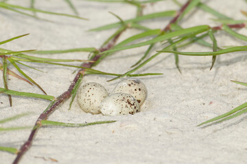 Least Tern nest with 3 eggs on Outback Key on Florida's Gulf Coast