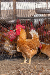 Aves, pollos, gallinas, gallos. pavos.