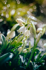 Piękne białe kwiaty w sezonie wiosennym. Śnieżyczka. Przebiśniegi w ogrodzie. Tematyka kwiatowa. - obrazy, fototapety, plakaty