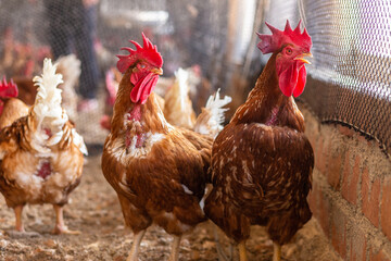 Aves, pollos, gallinas, gallos. pavos.