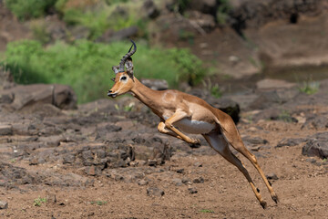 Impala male jumping in Mashatu Game Reserve in the Tuli Block in Botswana
