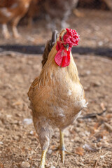 Aves, pollos, gallinas, gallos. pavos.