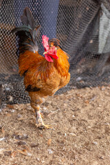 Aves, pollos, gallinas, gallos. pavos.