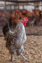 Aves, pollos, gallinas, gallos. pavos.
