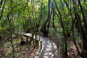 Green oriental sweetgum forest, Liquidambar orientalis, endemic to Turkey, Marmaris Gunnucek Milli Parki , Mugla