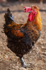 Aves, pollos, gallinas, gallos. pavos.