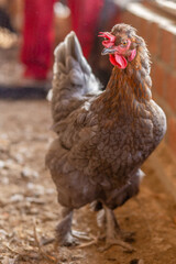 Aves, pollos, gallinas, gallos. pavos.