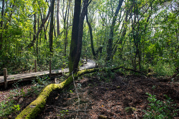 Green oriental sweetgum forest, Liquidambar orientalis, endemic to Turkey, Marmaris Gunnucek Milli Parki , Mugla