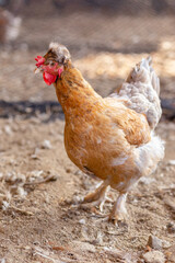 Aves, pollos, gallinas, gallos. pavos.