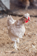 Aves, pollos, gallinas, gallos. pavos.