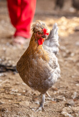 Fototapeta premium Aves, pollos, gallinas, gallos. pavos.