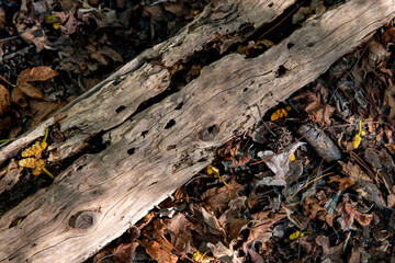 Green oriental sweetgum forest, Liquidambar orientalis, endemic to Turkey, Marmaris Gunnucek Milli Parki , Mugla