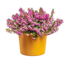 Isolated potted winter-flowering heather plant - obrazy, fototapety, plakaty