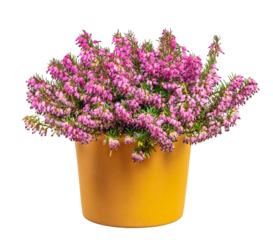 Isolated potted winter-flowering heather plant