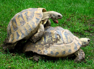 Hermann's tortoise (Testudo hermanni boettgeri) copulation