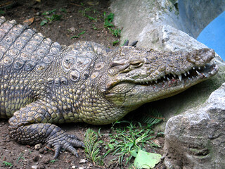 Nose-horned Viper (Vipera ammodytes) portrait