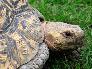 Leopard Tortoise (Geochelone pardalis) portrait