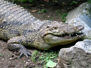 Nose-horned Viper (Vipera ammodytes) portrait