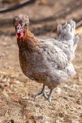 Aves, pollos, gallinas, gallos. pavos.