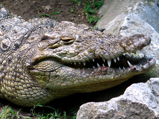 Nose-horned Viper (Vipera ammodytes) portrait