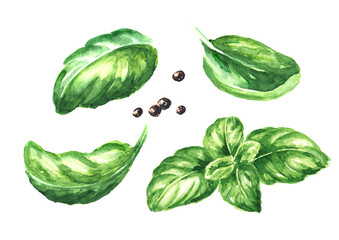 Fresh green basil leaves. Hand drawn watercolor illustration, isolated on white background - obrazy, fototapety, plakaty